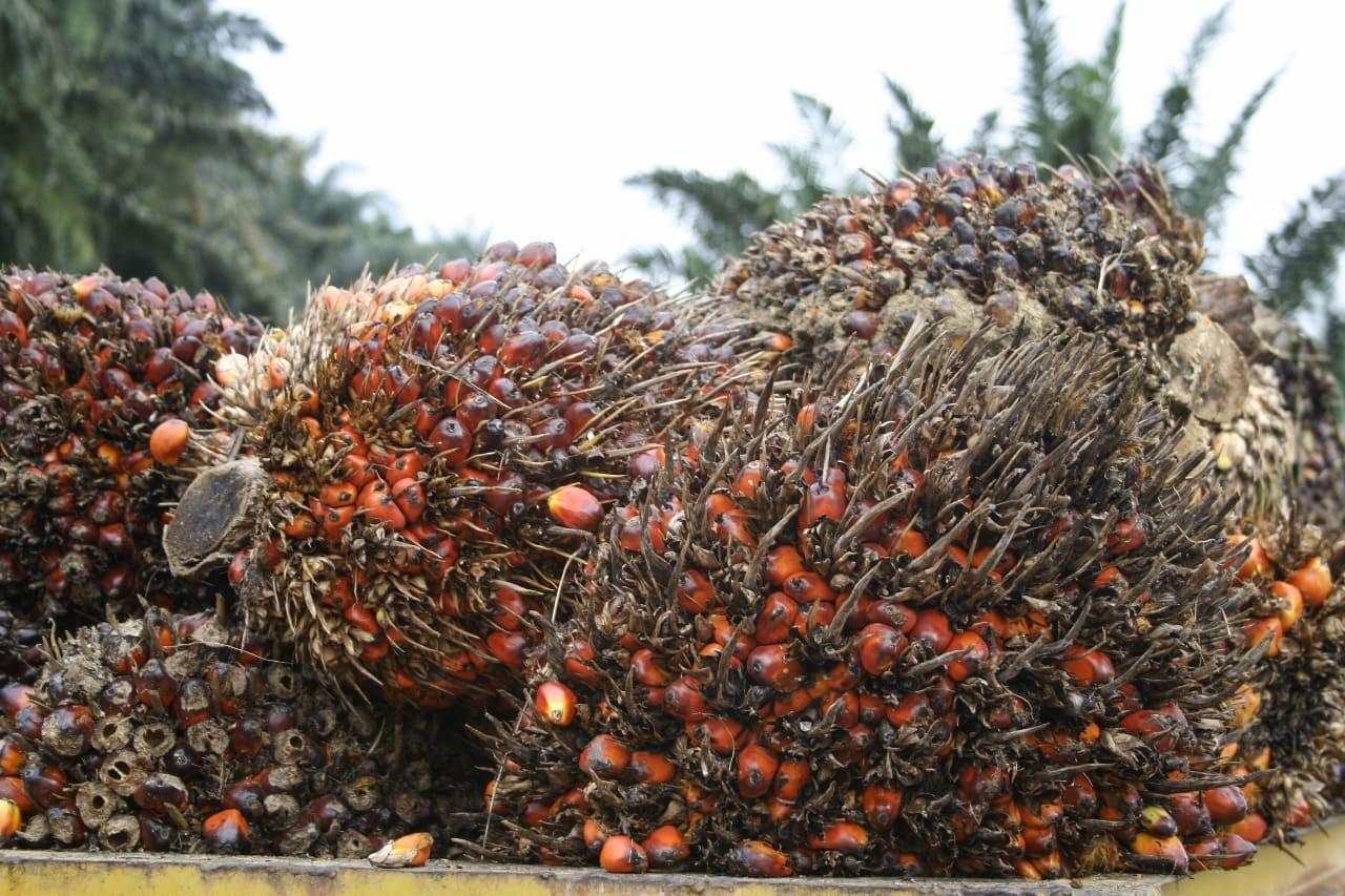 Harga CPO Naik Didorong Kenaikan Minyak Kedelai