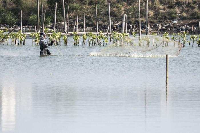 Memanen Harapan di Pesisir, Mangrove Jadi Jalan Baru Pemberdayaan Warga
