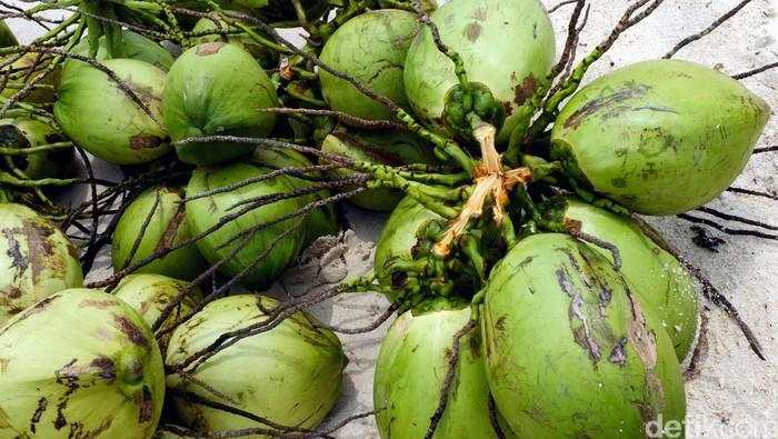 Apa Kabar Rencana Pungutan Ekspor Kelapa?