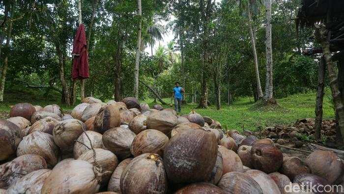 Ada Hilirisasi, Mentan Klaim Harga Kelapa Bisa Tembus Rp 6.000 per Butir