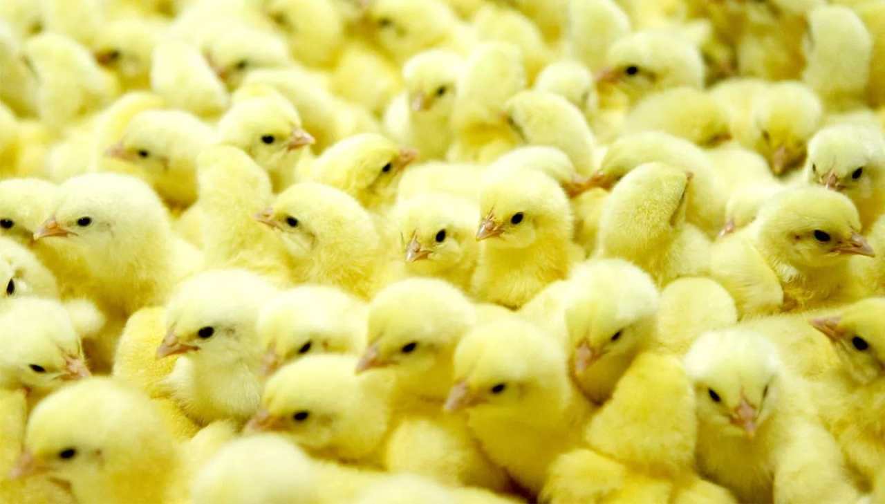 Danantara Siap Kucurkan Rp20 Triliun untuk Proyek Peternakan Ayam, Saham Ini Jadi Sorotan