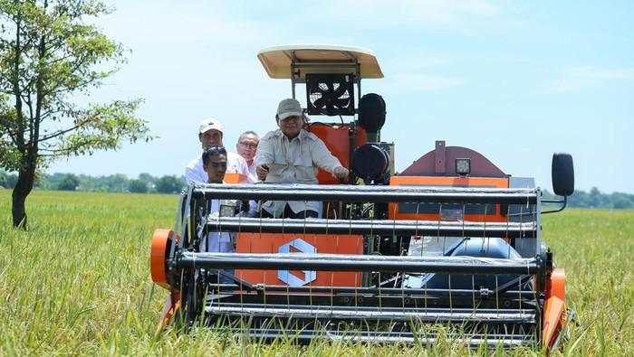 Produksi Beras RI 2025 Melonjak Tinggi, Diproyeksi Capai 34,77 Juta Ton!