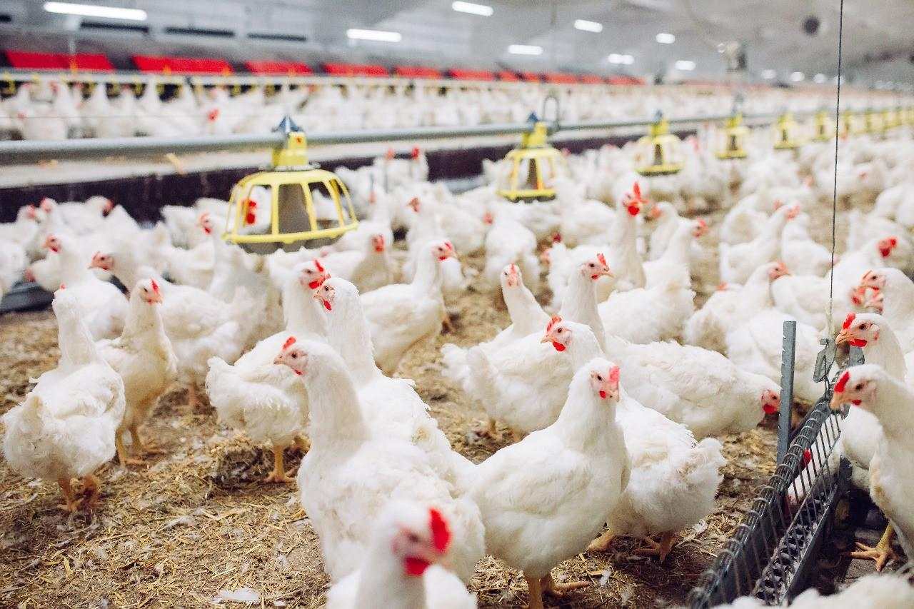Dana Rp20 Triliun Danantara Warnai Penguatan Saham Poultry