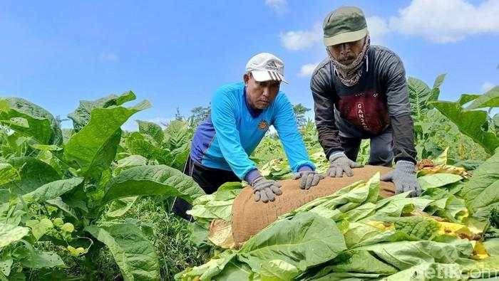 Dari Petani hingga Pelinting, Tembakau Hidupi Ekonomi Daerah