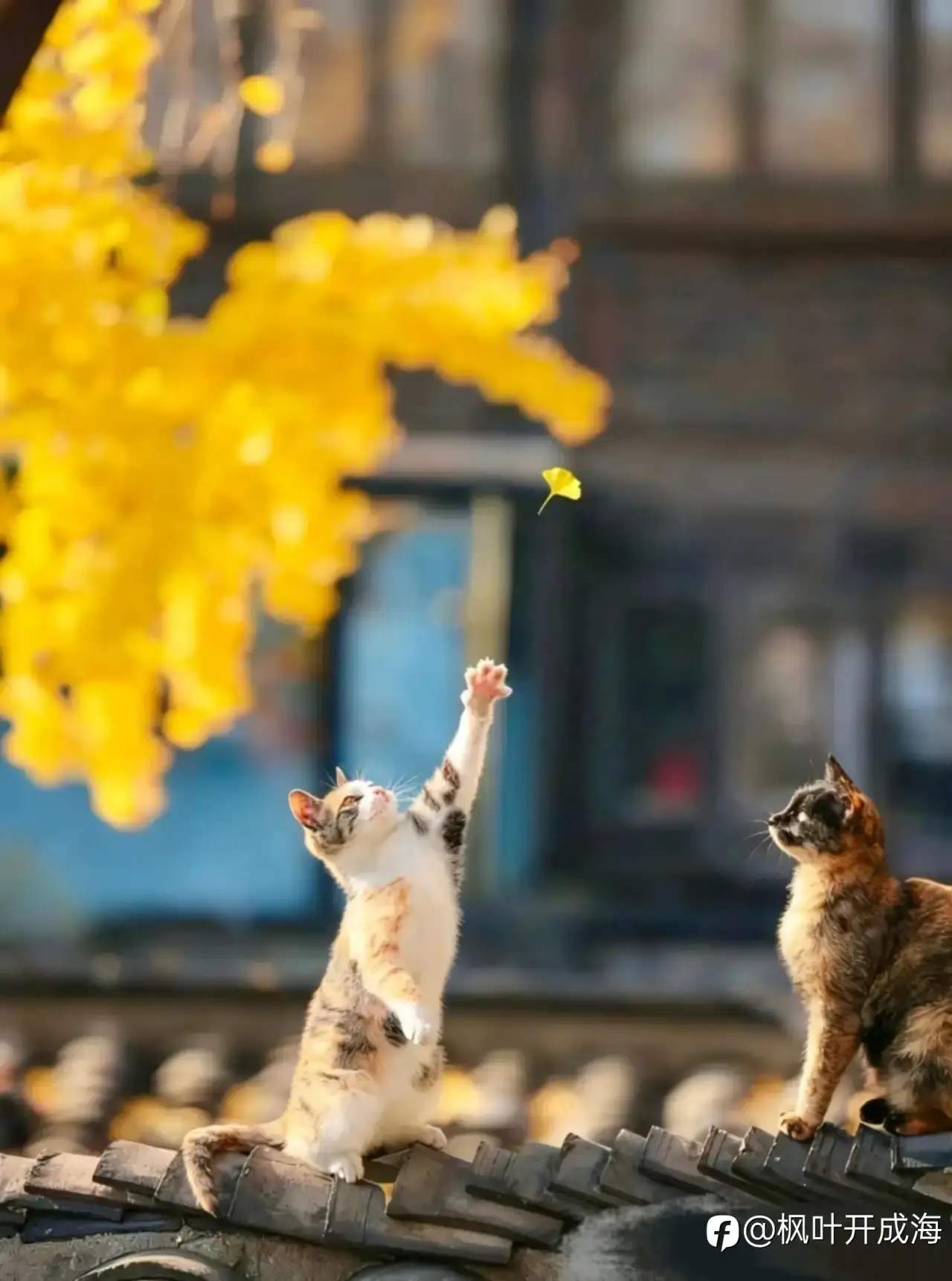 来社区的第一年,你的账户稳住了吗?