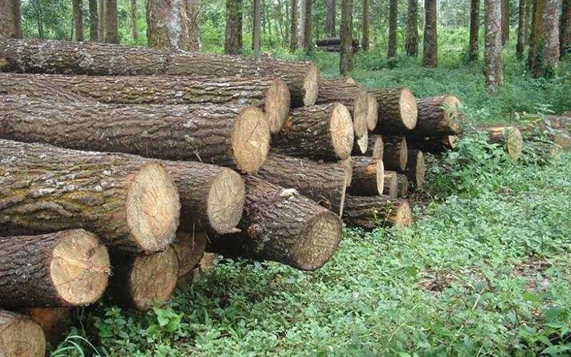 Toba Pulp Lestari (INRU) Setop Sementara Operasional Imbas Akses Ditangguhkan Pemerintah