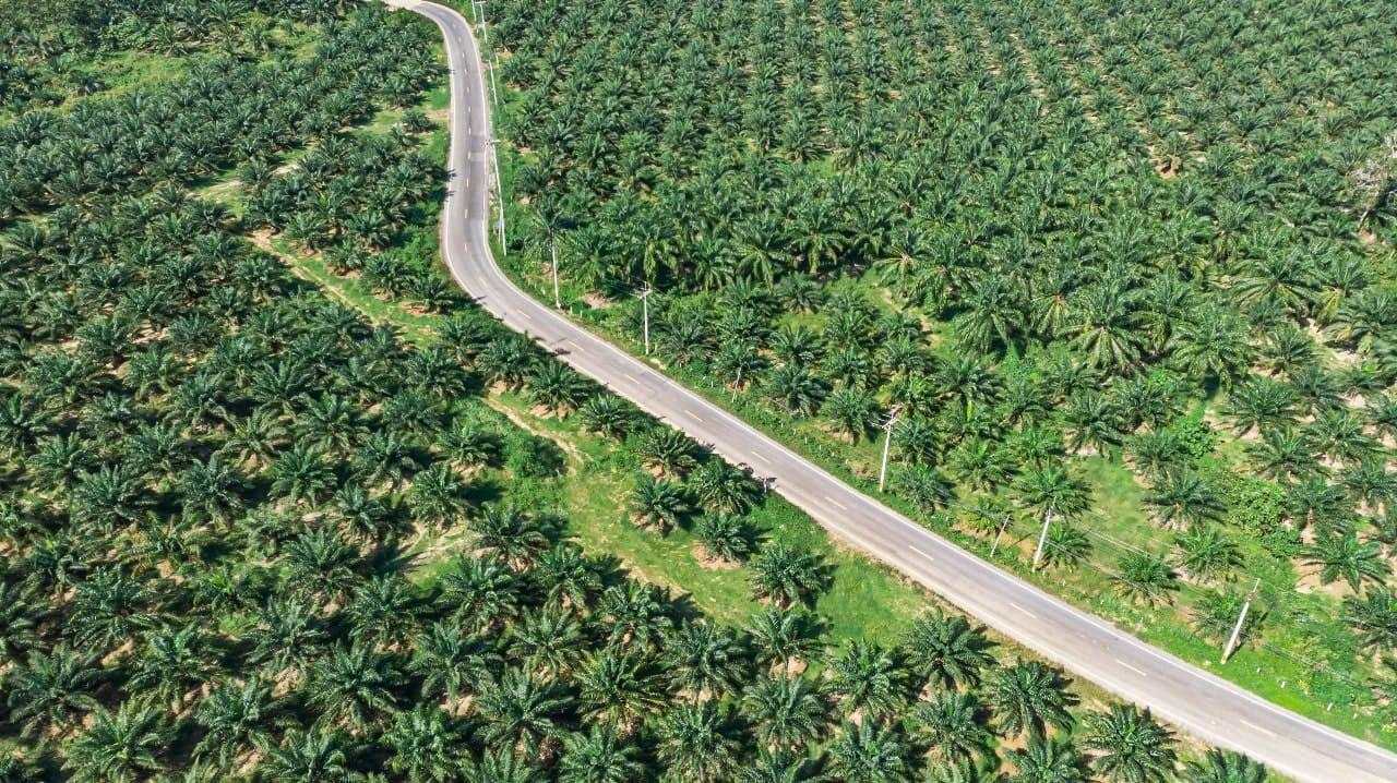 Harga CPO Tergelincir usai Rilis Data MPOB