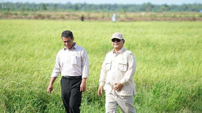 Pemerintah Mau Buka Sawah hingga 100 Ribu Ha di Papua