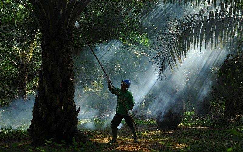 POSCO Akuisisi Sampoerna Agro (SGRO), Ingin Amankan Rantai Pasok CPO