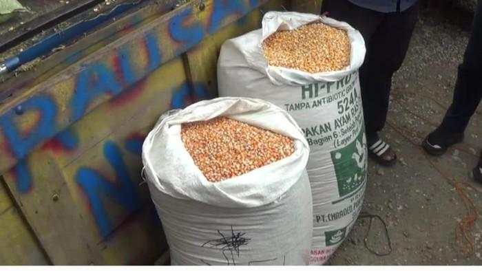 SPHP Jagung Rp 5.500/Kg untuk Peternak Diperpanjang hingga Januari 2026