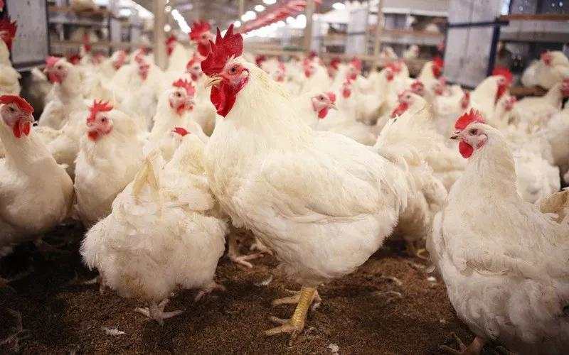 Dukung Program MBG, WMUU Datangkan Indukan Ayam dari AS