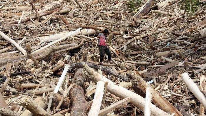Banyak Gelondongan Kayu Terseret di Banjir Sumatera, Kemenhut Buka Suara