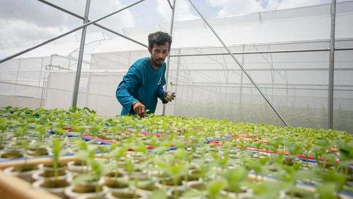 Atap Rumah Sakit Disulap Jadi Greenhouse, Panen Melon Capai Dua Ton