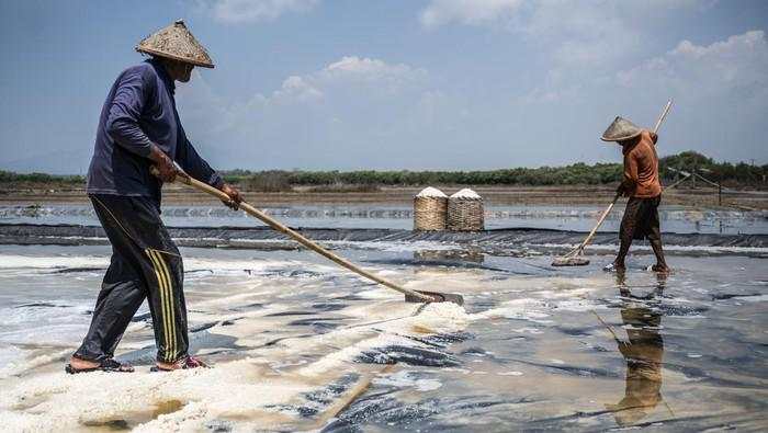 Cuaca Ekstrem Bikin Produksi Garam Diprediksi Cuma 1 Juta Ton Tahun Ini
