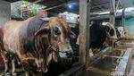 Di Balik Padatnya Jakarta, Peternakan Sapi Ini Tetap Hidup Berdampingan