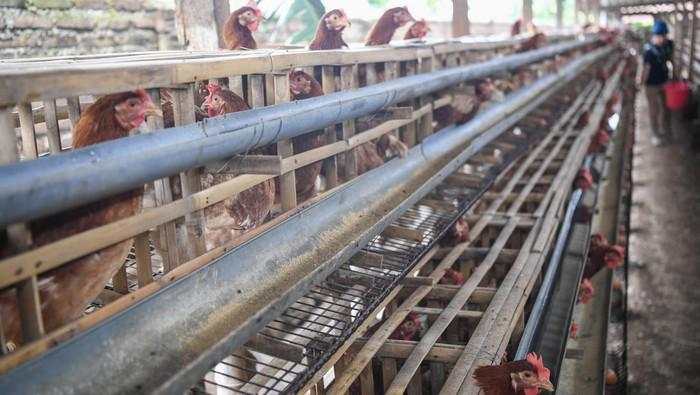 Proyek Hilirisasi Peternakan Ayam Groundbreaking Awal Februari