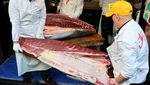 Penampakan Tuna Seharga Rp 53 Miliar