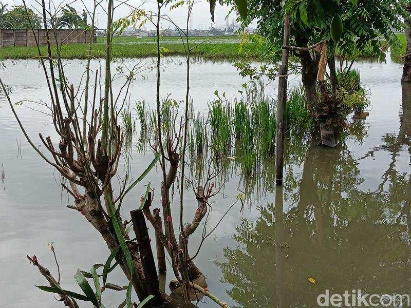 Hamparan Sawah di Jakarta Terendam Banjir, Petak-petak Berubah Jadi Kolam