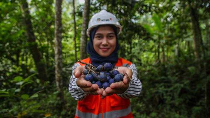 Antam Kembangkan Narseri-Taman Kehati, Libatkan Masyarakat Sekitar Tambang