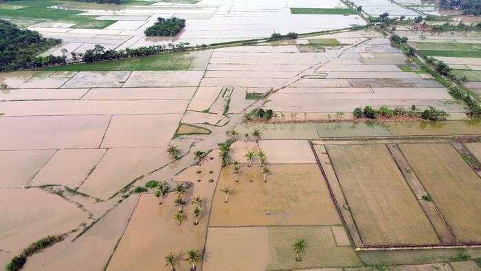 Pemerintah Siapkan Rp 336 M buat Pulihkan Sawah Terdampak Banjir Sumatera