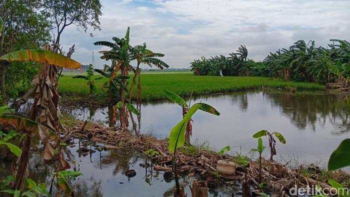 Hamparan Sawah di Jakarta Terendam Banjir, Petak-petak Berubah Jadi Kolam
