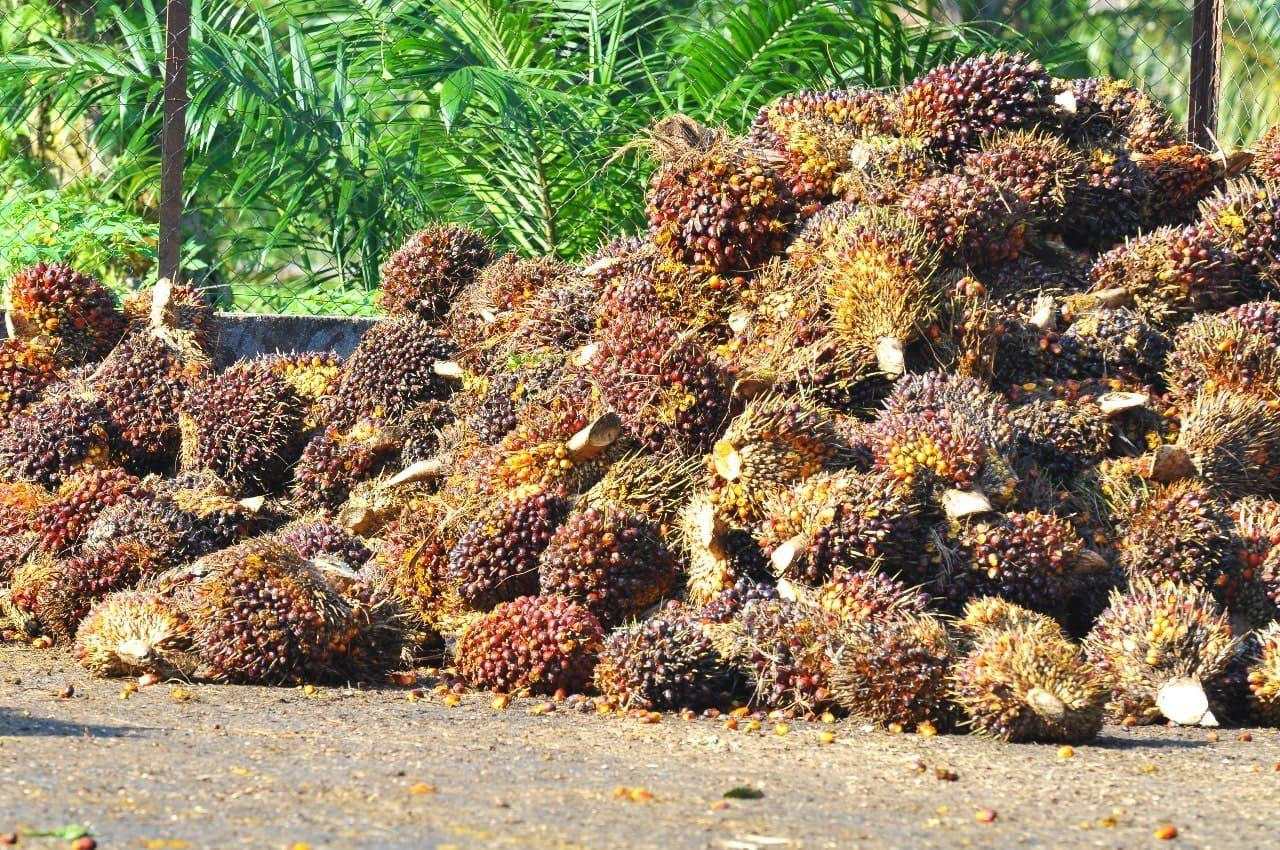 Harga CPO Lanjut Reli 4 Hari, Ditopang Lonjakan Palm Olein dan Harga Minyak