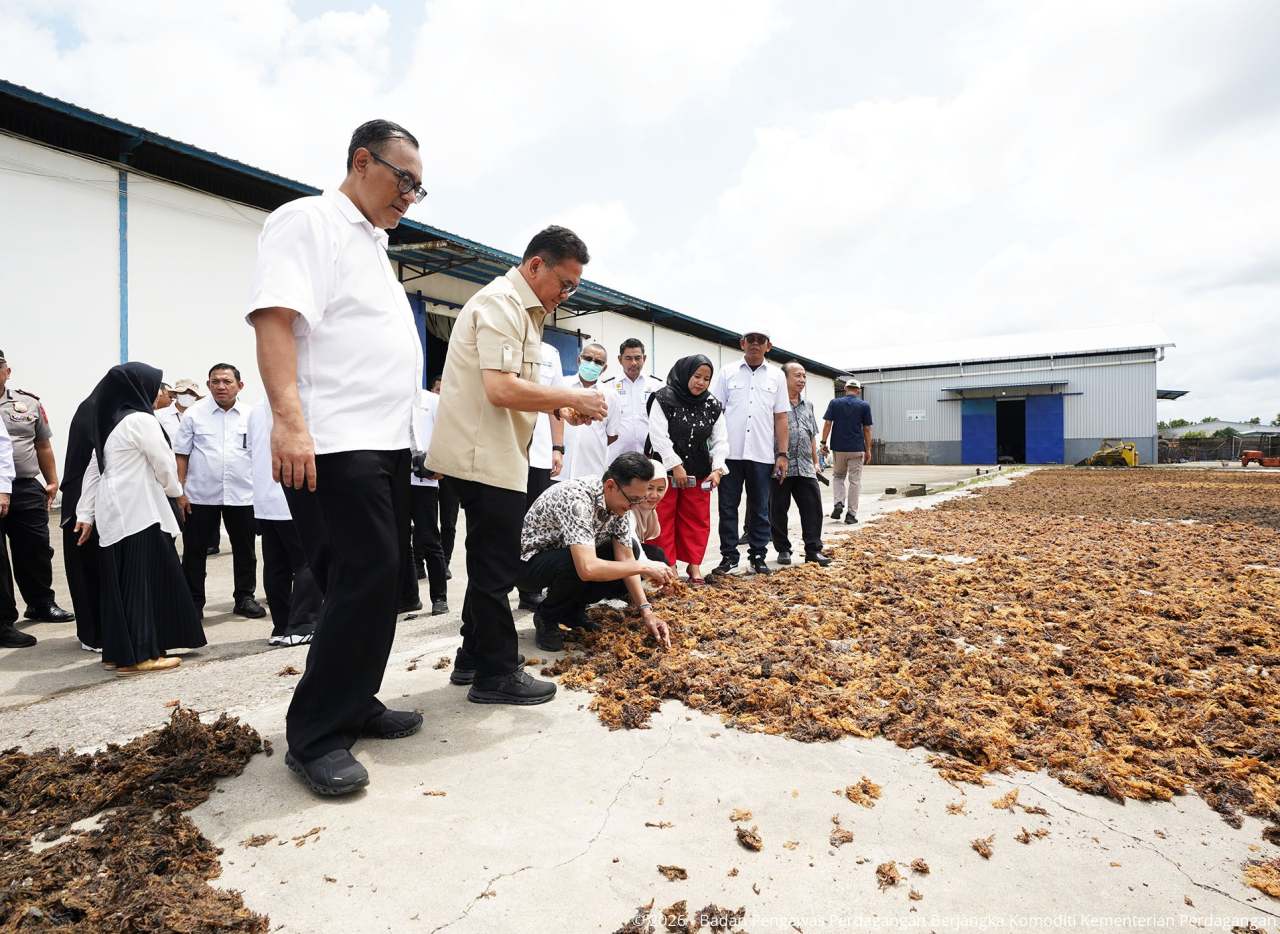 Pelepasan Ekspor Rumput Laut senilai Rp1,7 Miliar dari Gudang SRG ke Tiongkok