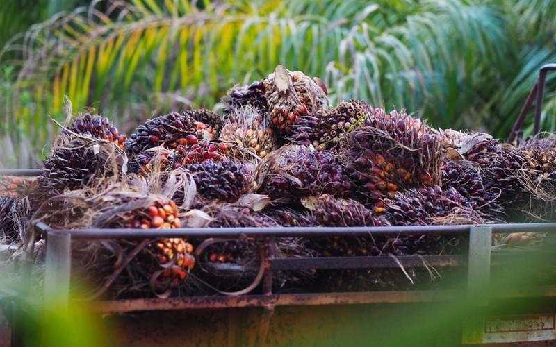 Lonjakan Harga Minyak Picu Reli CPO Terbesar dalam 3 Tahun
