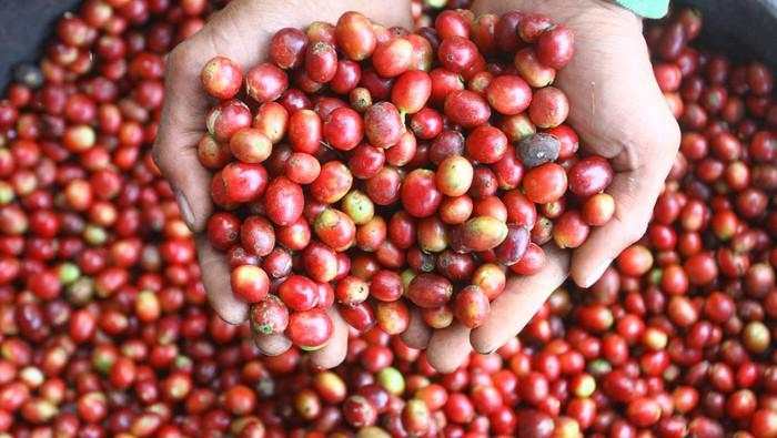 Pemerintah Kucurkan Rp 40 Miliar buat Pulihkan Kebun Kopi di Aceh